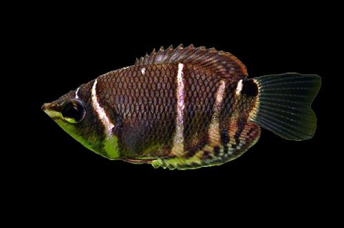 Gourami-  chocolate