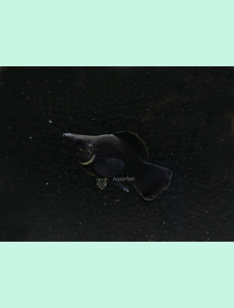 Molly-  balloon black