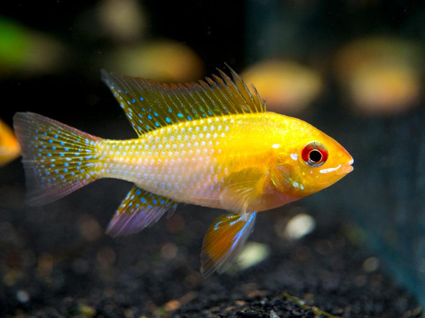 Cichlid- ramirez gold