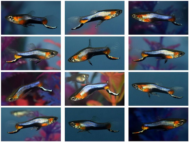 Guppy-  blue red star