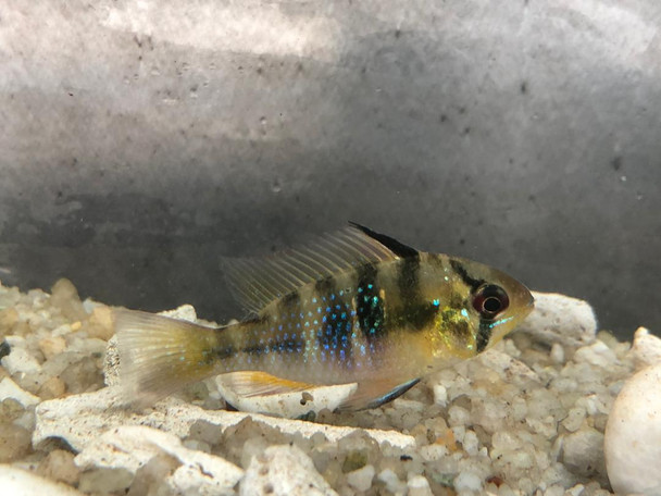 Cichlid-  ramirez blue