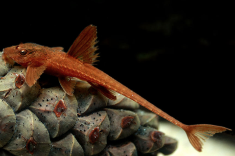 Catfish-  red lizard