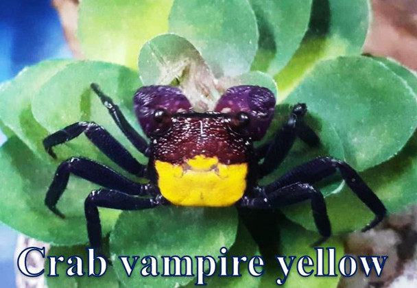 Crab-  vampire (yellow)