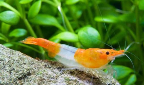 Shrimp-  orange rili