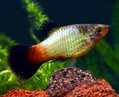 Platy-  rainbow