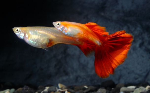 Guppy-  blonde red