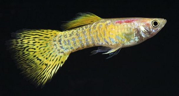 Guppy-  cobra golden