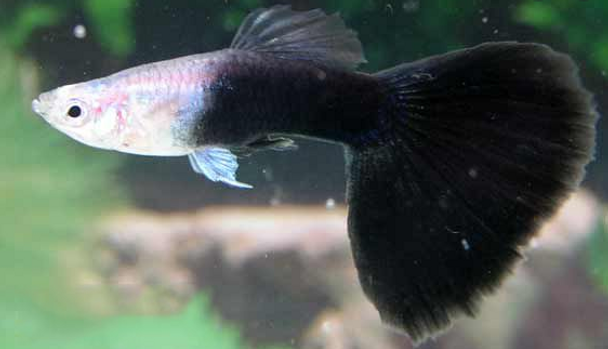 Guppy-  tuxedo black