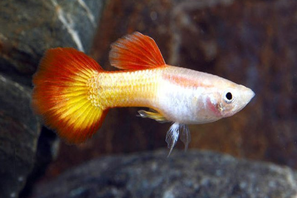 Guppy-  golden sunrise
