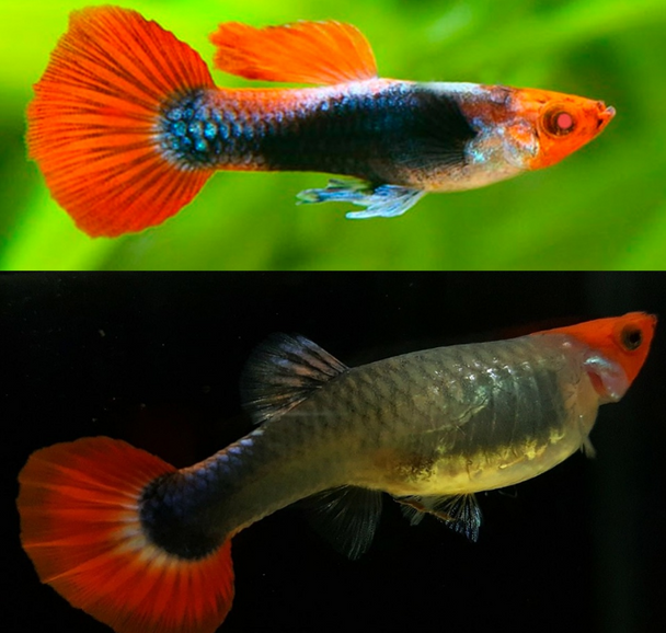 Guppy- koi tuxedo