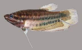 Gourami-  croaking