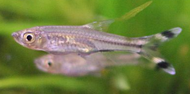 Rasbora-  scissortail