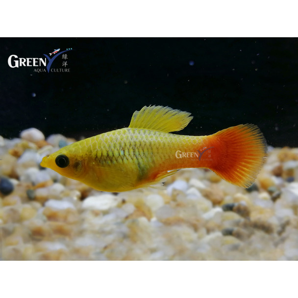 Platy-  parrot