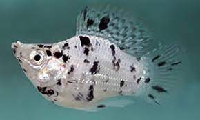 Molly-  balloon dalmation