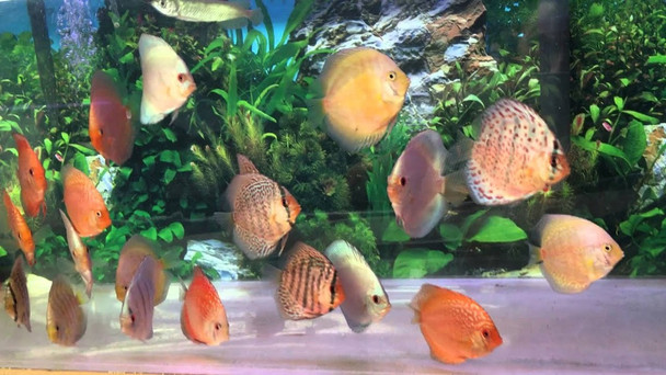 Discus-  assorted