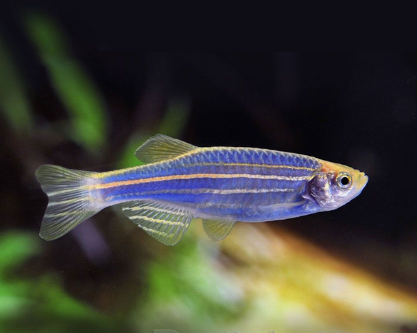 Danio-  zebra coral blue