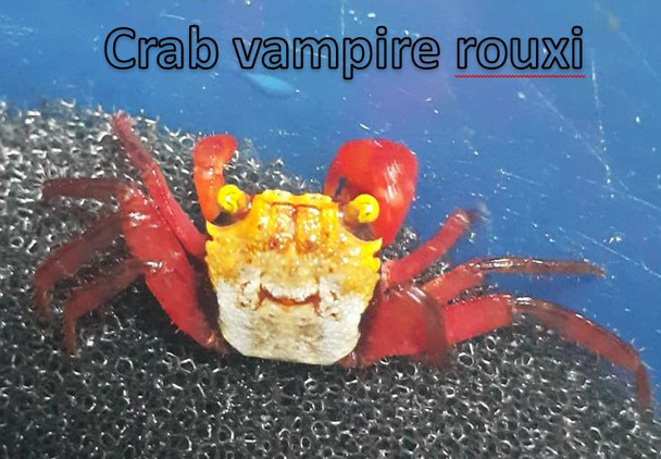 Crab-  vampire rouxi