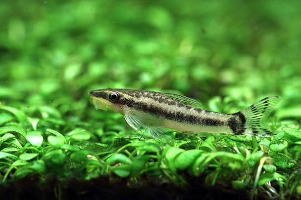 Catfish-  otocinclus