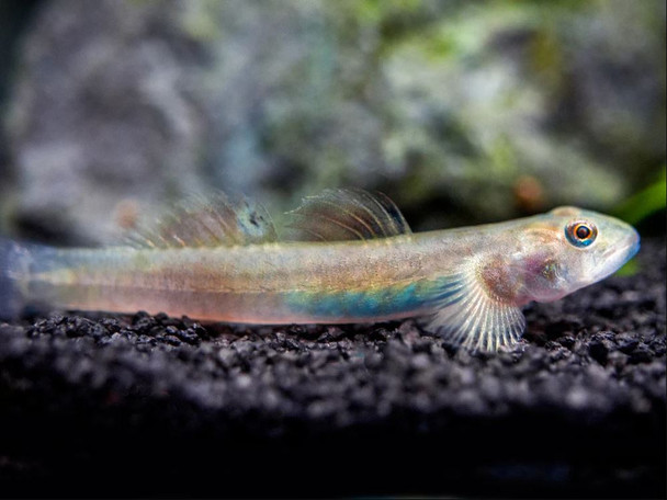 Goby-  red papua