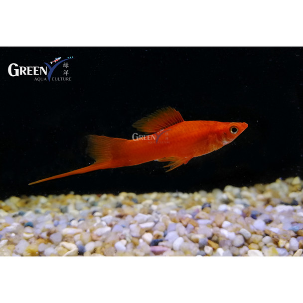 Sword-   red
