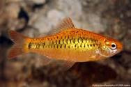 Barb-  golden