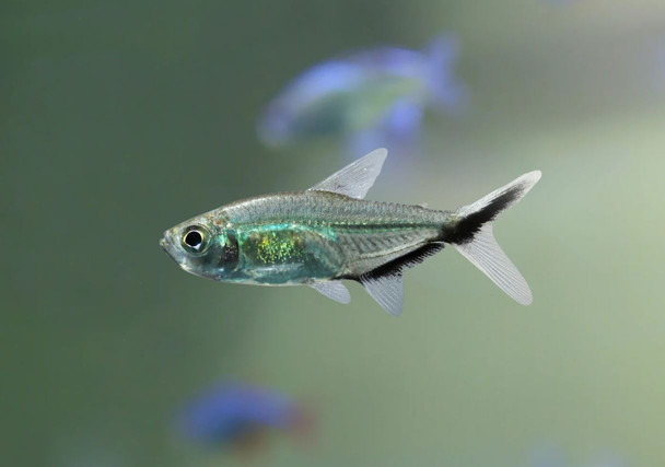Tetra-  black line tail