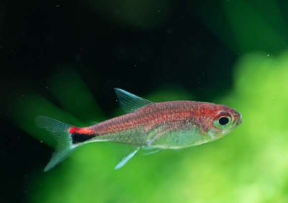 Tetra-  ruby