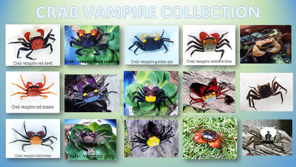 Crab-  vampire assorted