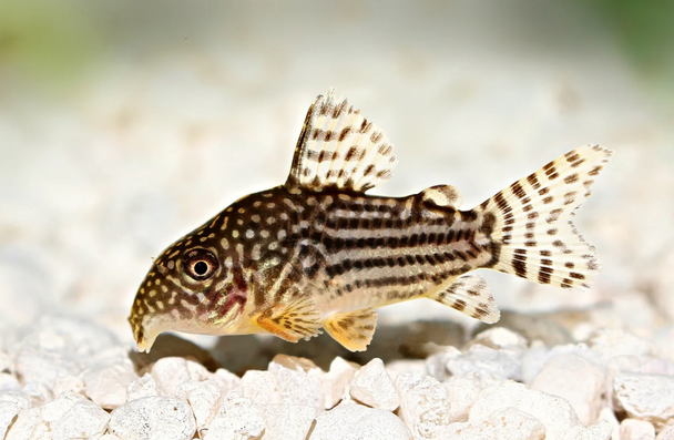 Catfish-  sterbai