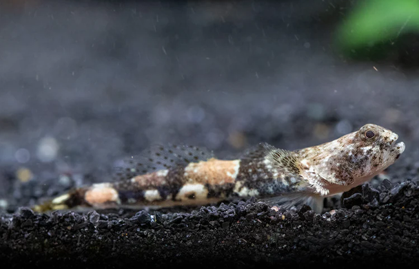 Goby-  dragon micro/tiger
