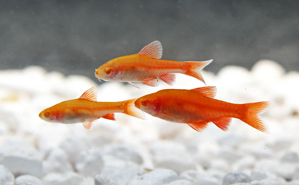 Barb-  cherry albino