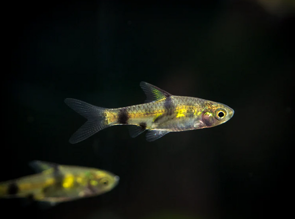 Barb-  pygmy