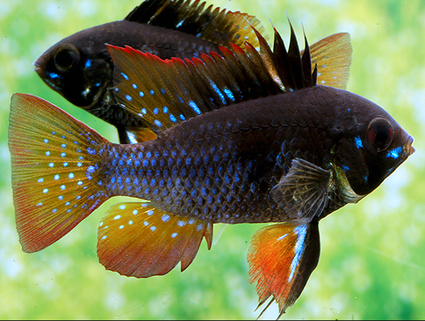 Cichlid-  ramirez darknight