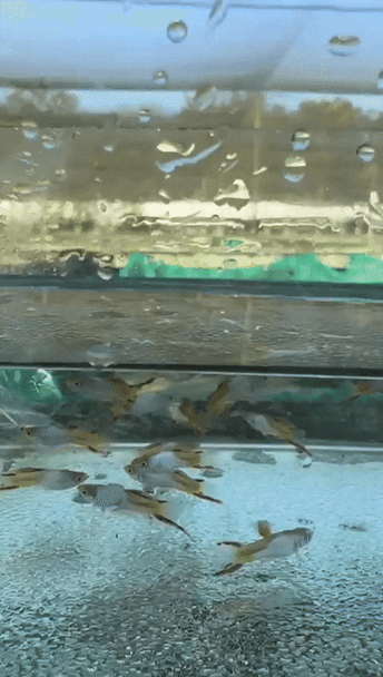 Guppy-  metallic silver red