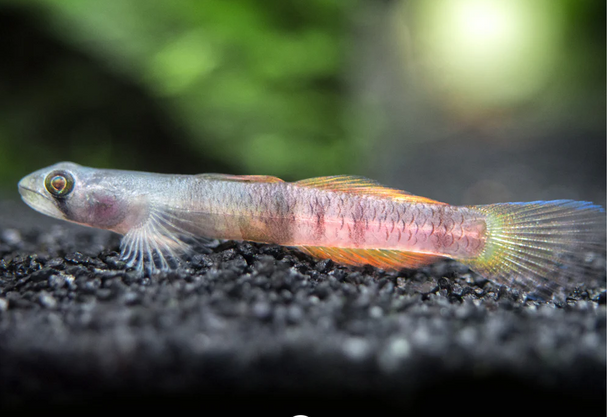 Goby-  red belted
