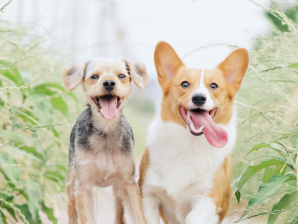 What You Need to Open a Grooming Salon  