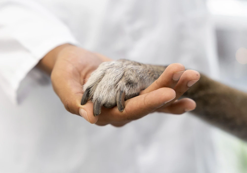 Veterinaria en Farmacia María José Romero Melero