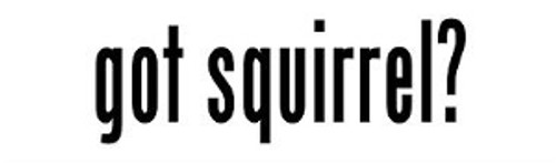 Got Squirrel?  -  Bumper Sticker