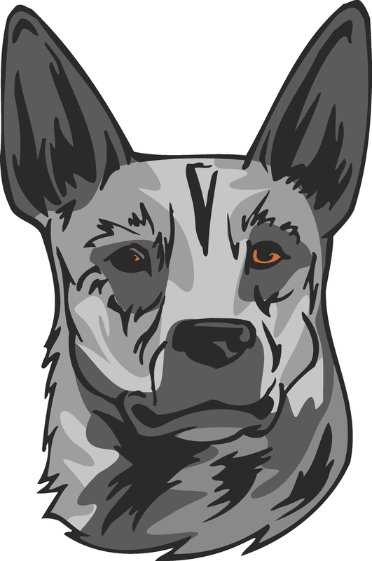 Australian Stumpy Tail Cattle Dog Sticker