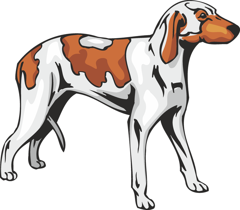 Grand Anglo Français Blanc Et Orange Dog Sticker