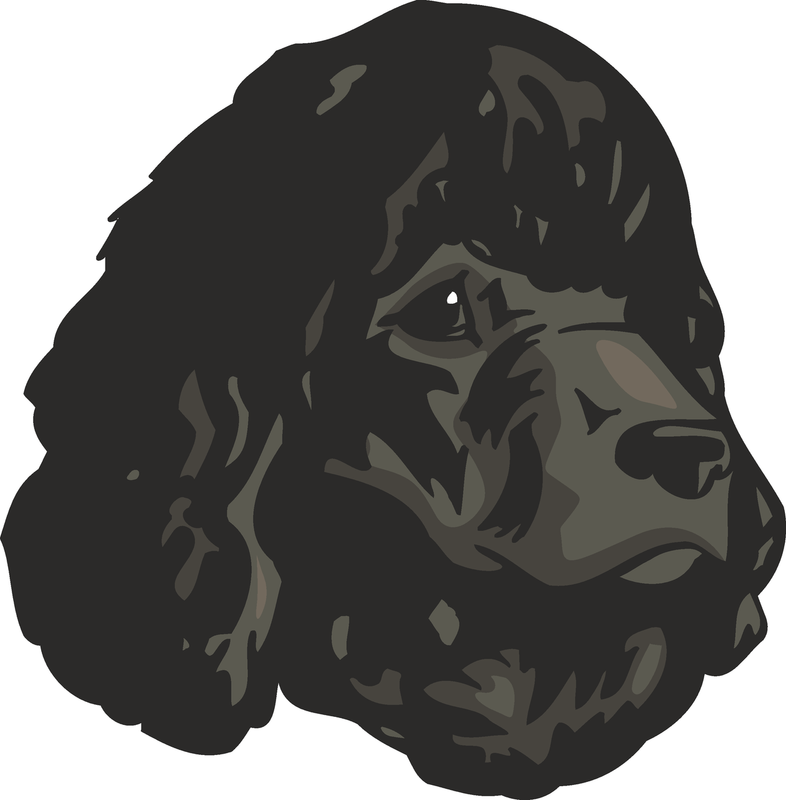 Irish Water Spaniel Dog Sticker