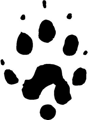 Ferret Animal Track Decal