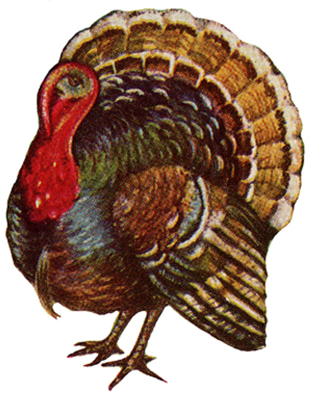 Detailed Thanksgiving Turkey