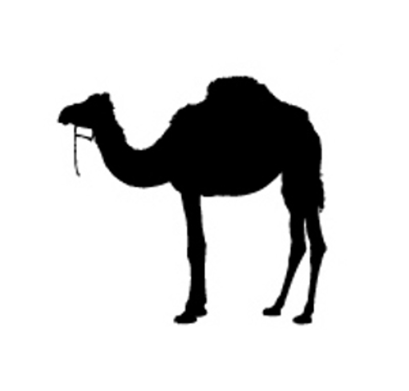 Camel Decal