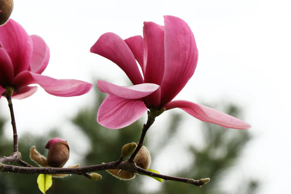Lion's Mane Mushroom