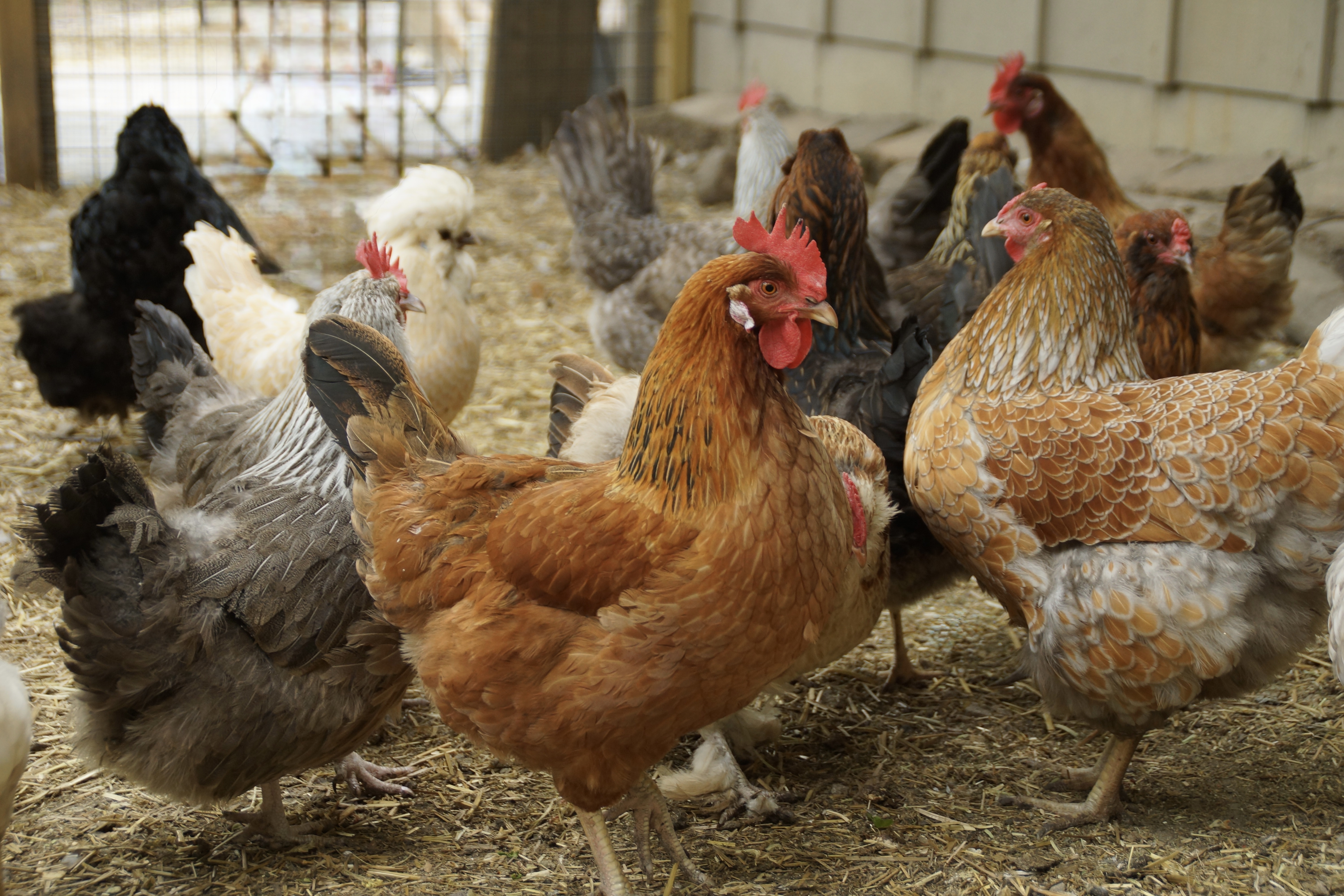 Group of chickens standing on the ground