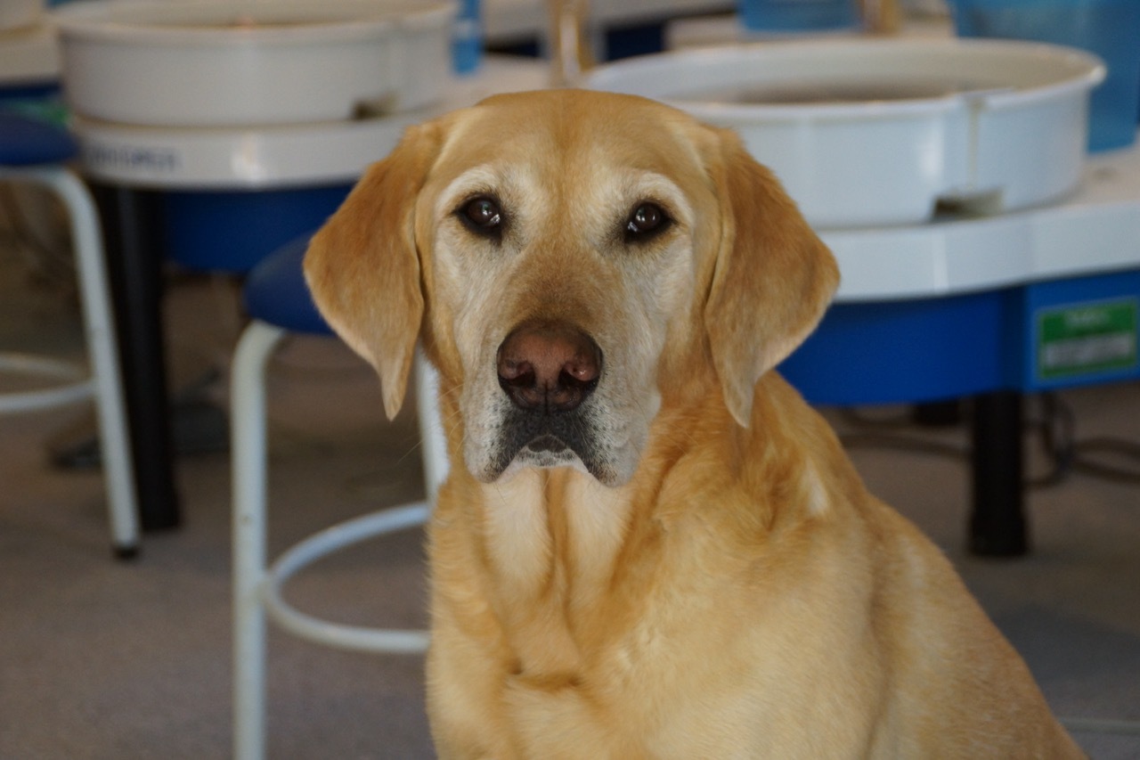 large yellow dog sitting down looking at the camera