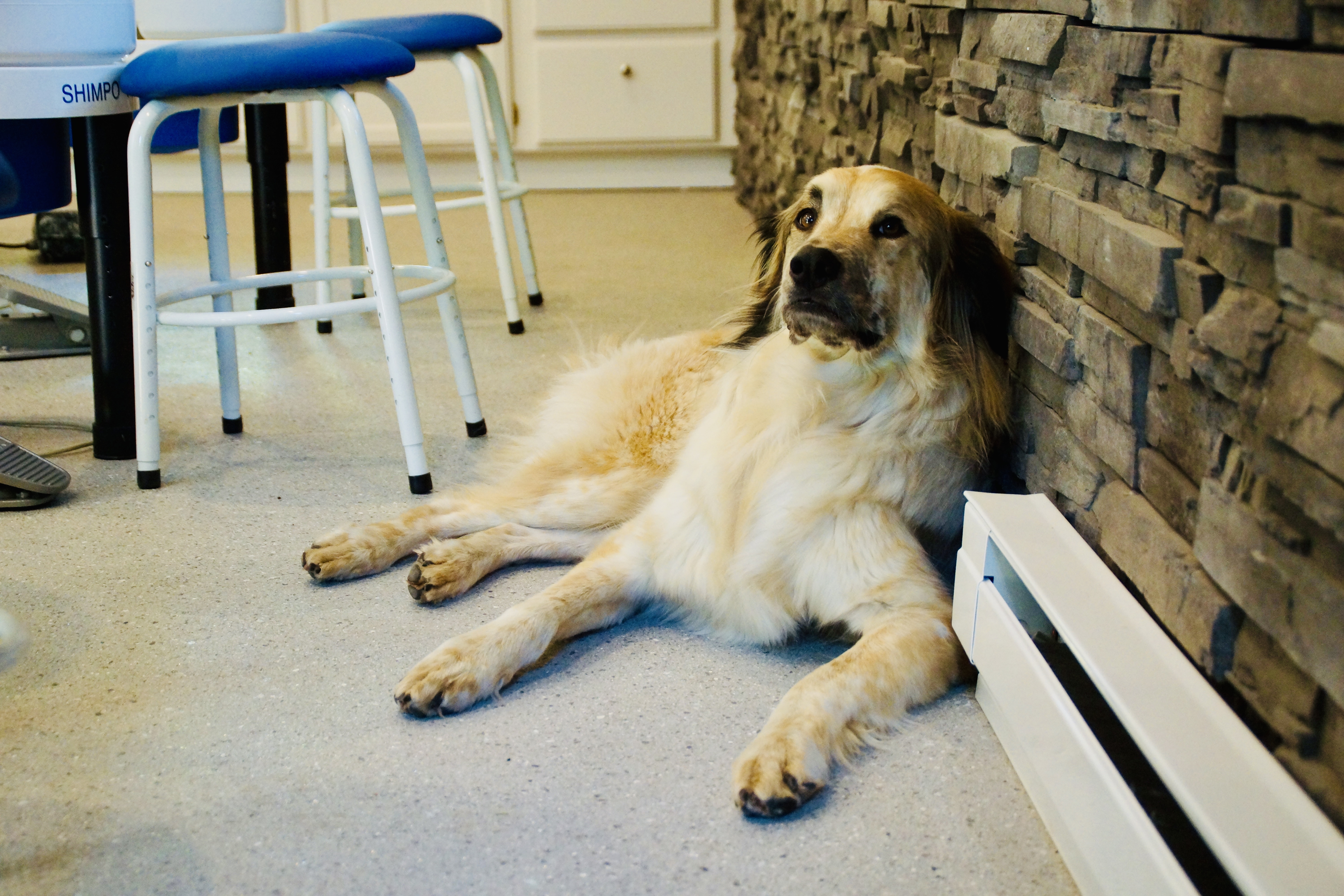 large white and tan dog laying on the ground inside near a stone wall