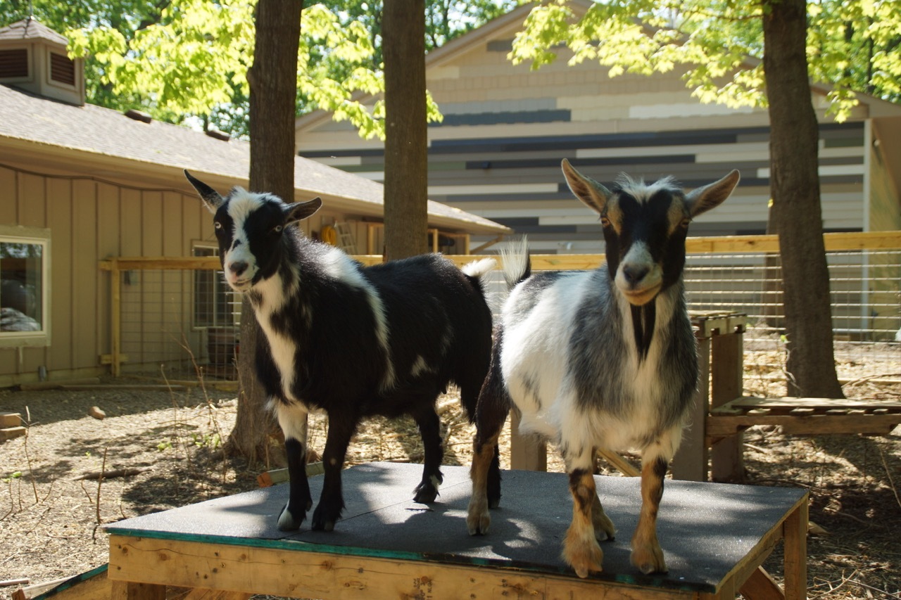 Two goats standing on a platform outside