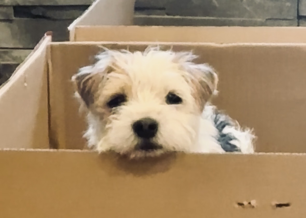 Small white and brown dog sitting on the ground